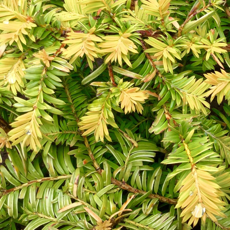 English Yew Corleys Coppertip in the GardenTags plant encyclopedia