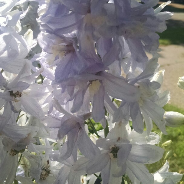 Delphinium Light Blue in the GardenTags plant encyclopedia