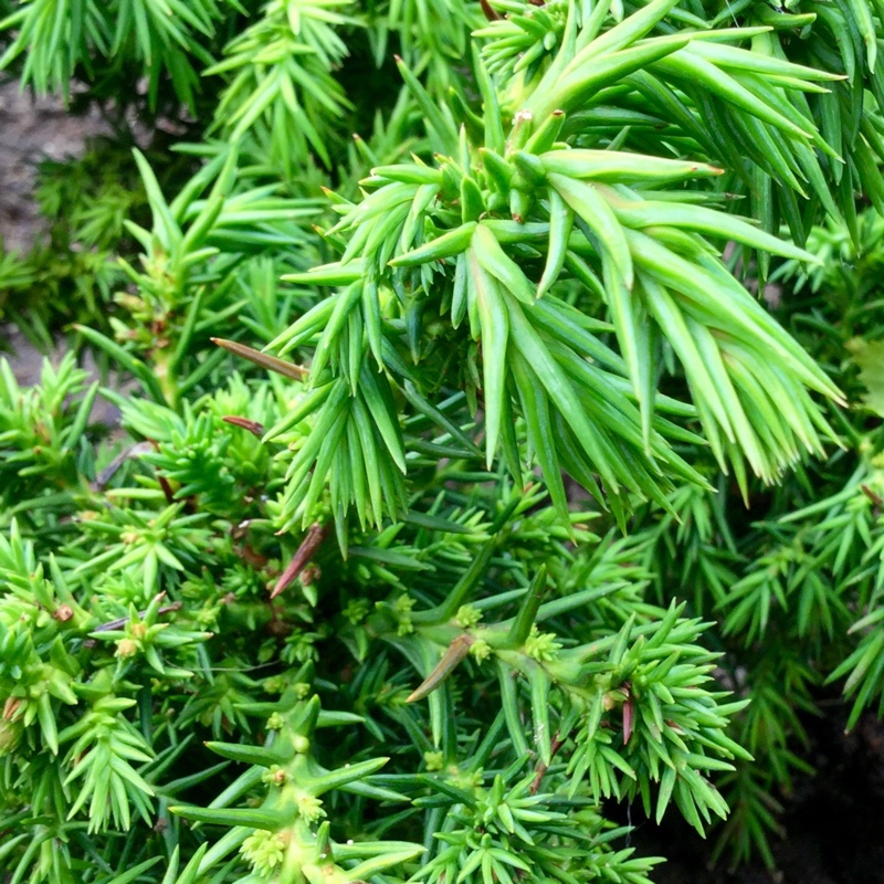 Japanese Cedar Tilford Gold in the GardenTags plant encyclopedia