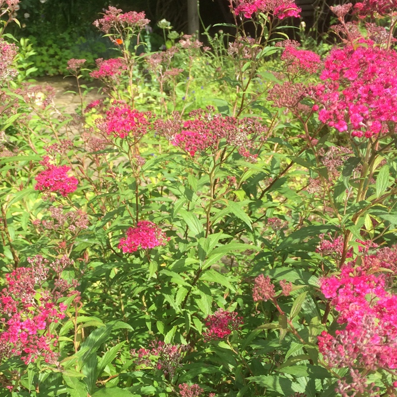 Spiraea Anthony Waterer in the GardenTags plant encyclopedia