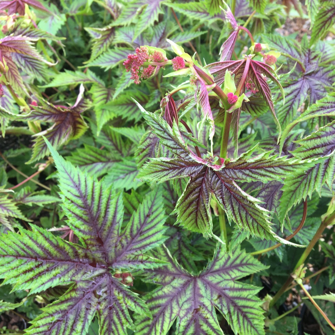 Meadowsweet Red Umbrellas in the GardenTags plant encyclopedia