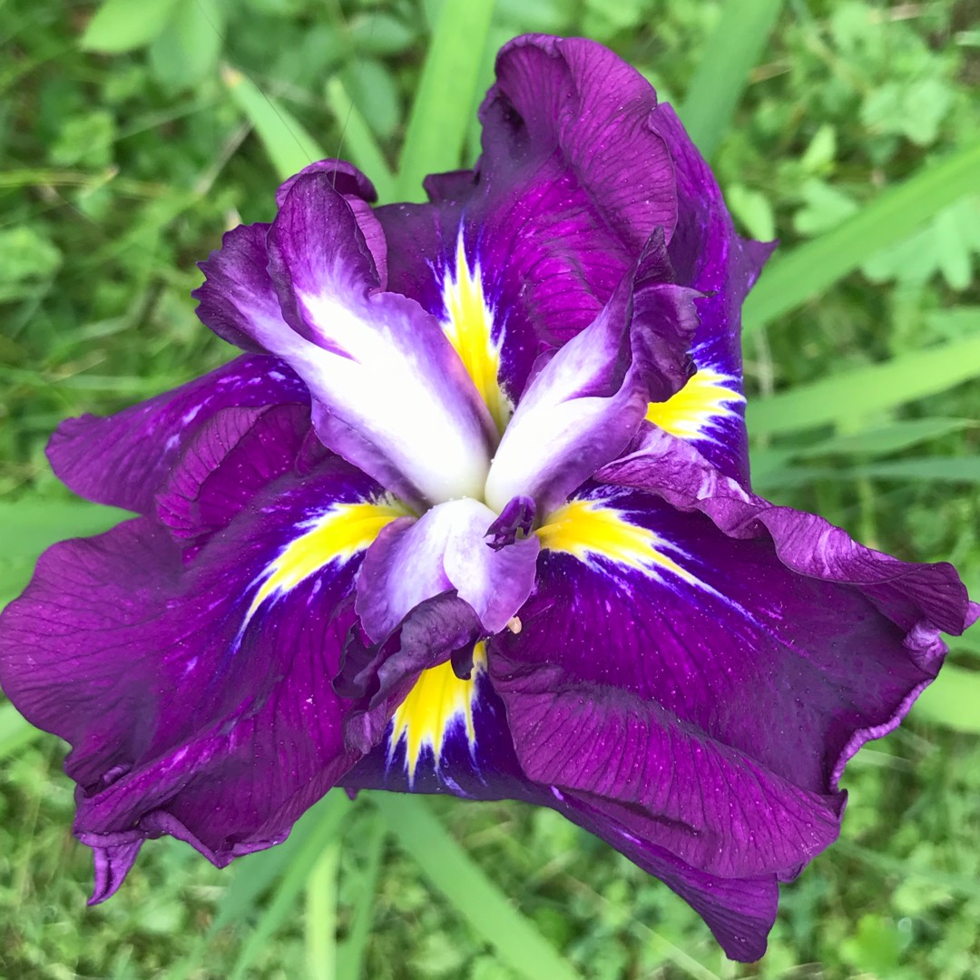 Japanese Water Iris Gusto in the GardenTags plant encyclopedia