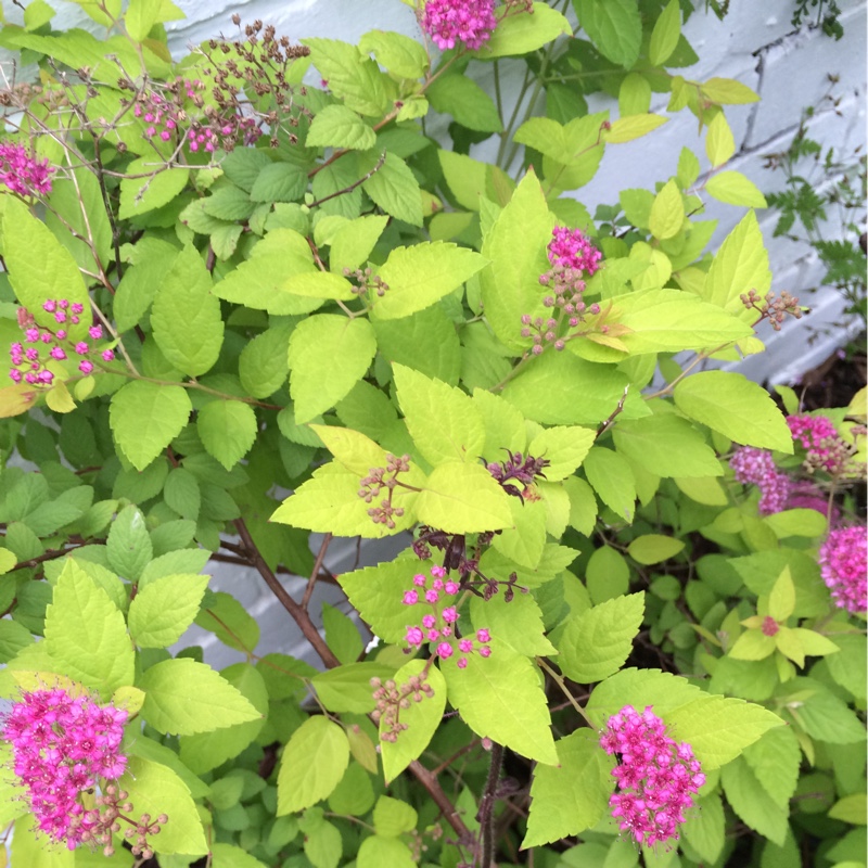 Spiraea Candlelight in the GardenTags plant encyclopedia