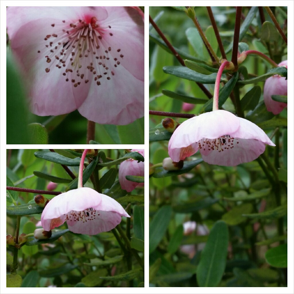 Brush Bush Pink Cloud in the GardenTags plant encyclopedia