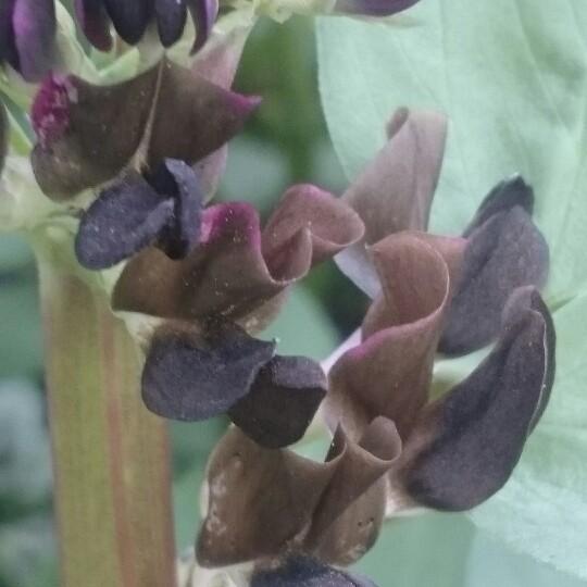 Broad Bean Crimson Flowered in the GardenTags plant encyclopedia