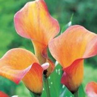 Calla Lily Sunrise in the GardenTags plant encyclopedia