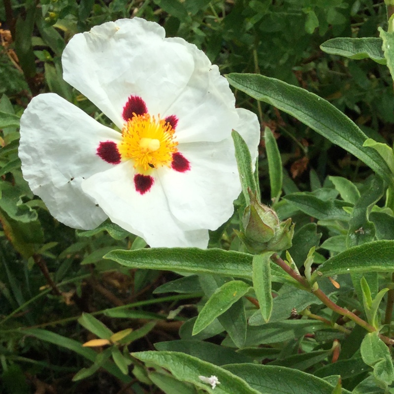 Cistus x cyprius in the GardenTags plant encyclopedia