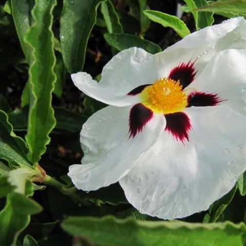 Spotted White Rock Rose in the GardenTags plant encyclopedia