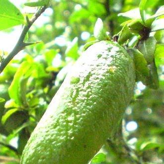 Australian Finger Lime Tree in the GardenTags plant encyclopedia