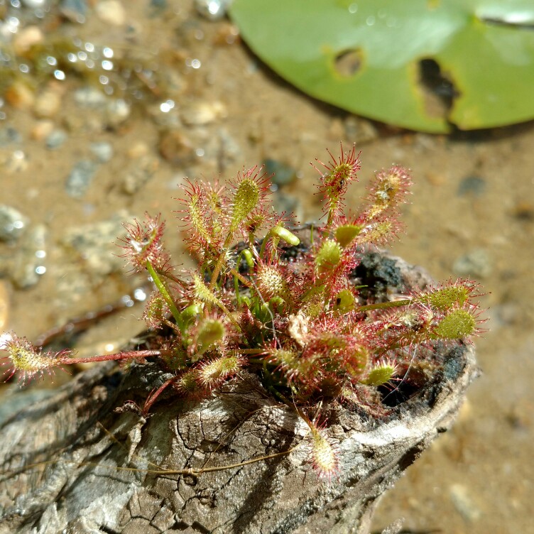 Spoon-leaved Sundew in the GardenTags plant encyclopedia