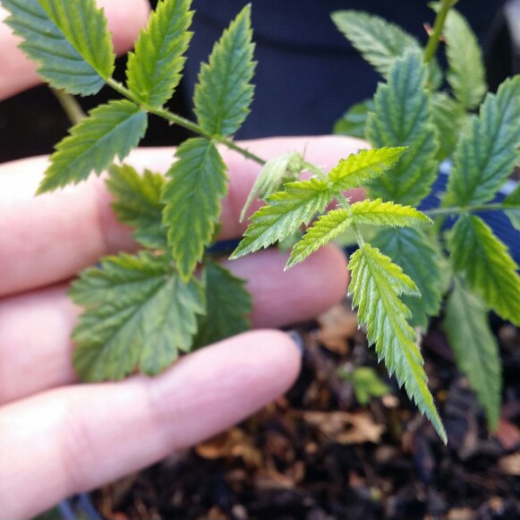 Australian Rose Leafed Raspberry in the GardenTags plant encyclopedia