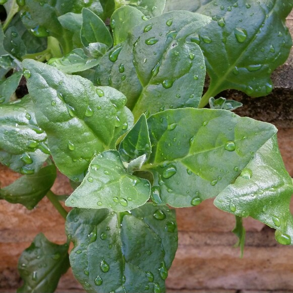 New Zealand Spinach in the GardenTags plant encyclopedia