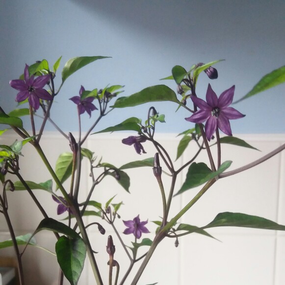 Chilli Pepper Fairy Lights in the GardenTags plant encyclopedia