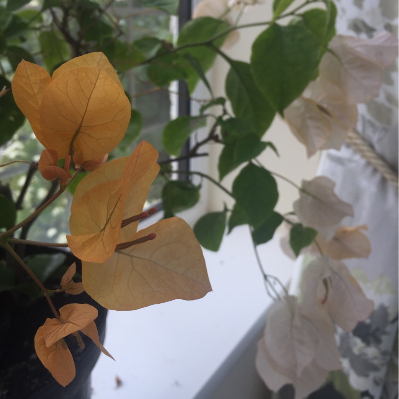 Bougainvillea California Gold in the GardenTags plant encyclopedia