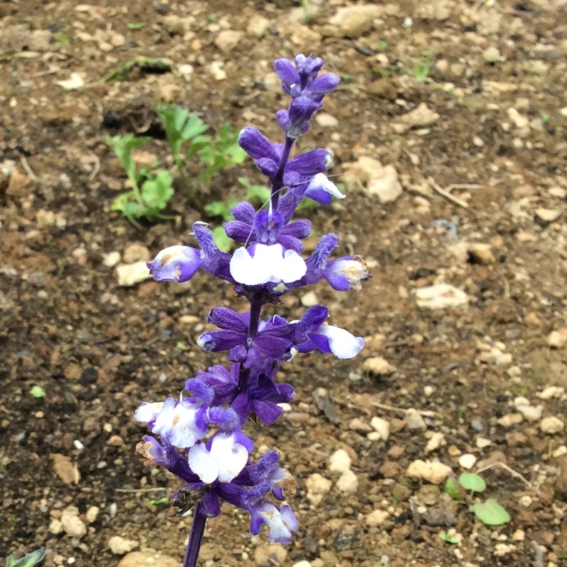 Salvia Arctic Blue in the GardenTags plant encyclopedia