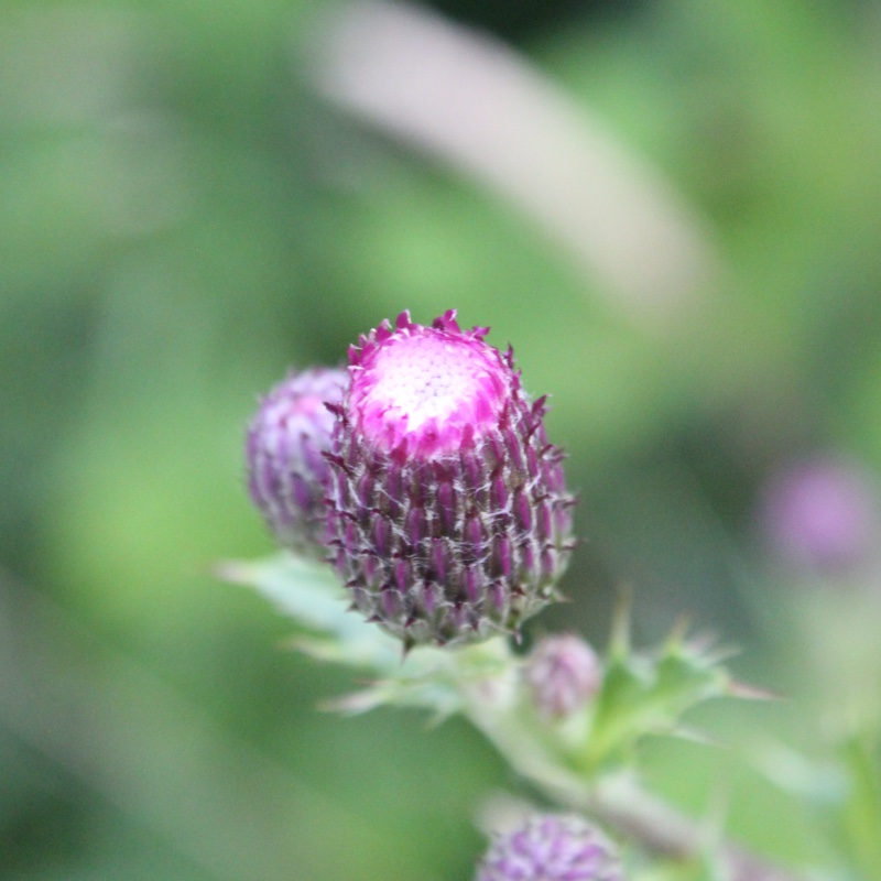 Creeping Thistle in the GardenTags plant encyclopedia