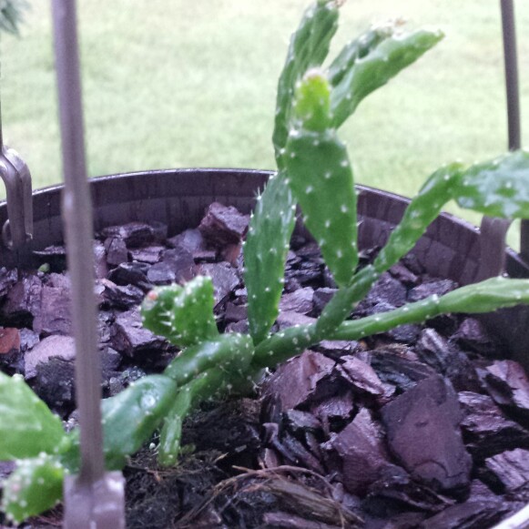 Schlumbergera Opuntioides in the GardenTags plant encyclopedia