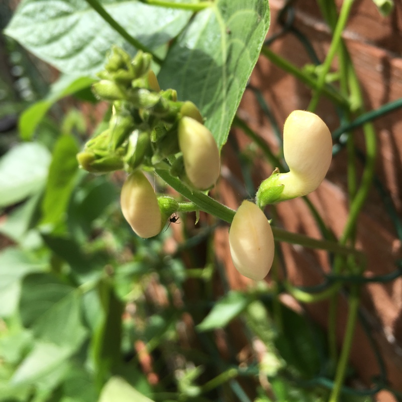 Runner Bean Moonlight in the GardenTags plant encyclopedia