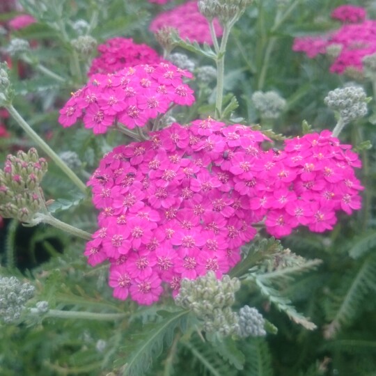 Yarrow Rosea in the GardenTags plant encyclopedia