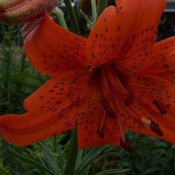 Lily Fire King (Asiatic) in the GardenTags plant encyclopedia