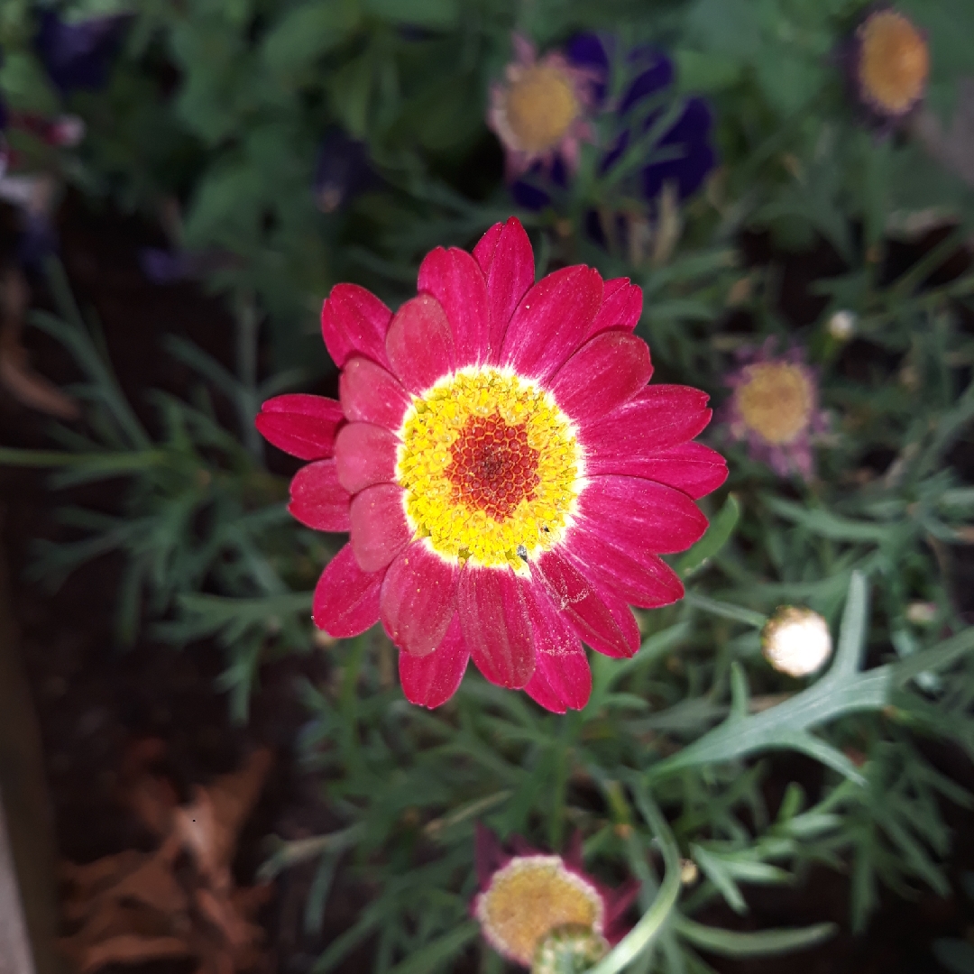 Aramis Daisy Aramis Fire in the GardenTags plant encyclopedia