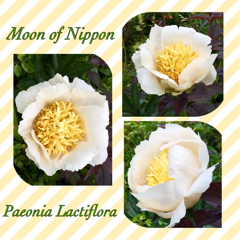 Peony Moon of Nippon (Herbaceous) in the GardenTags plant encyclopedia