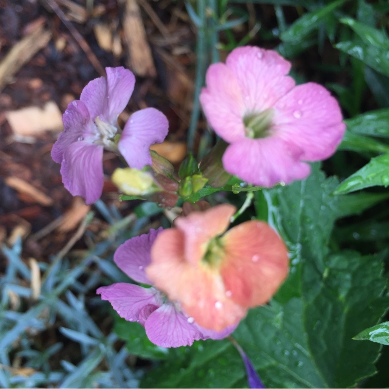 Wallflower Constant Cheer in the GardenTags plant encyclopedia