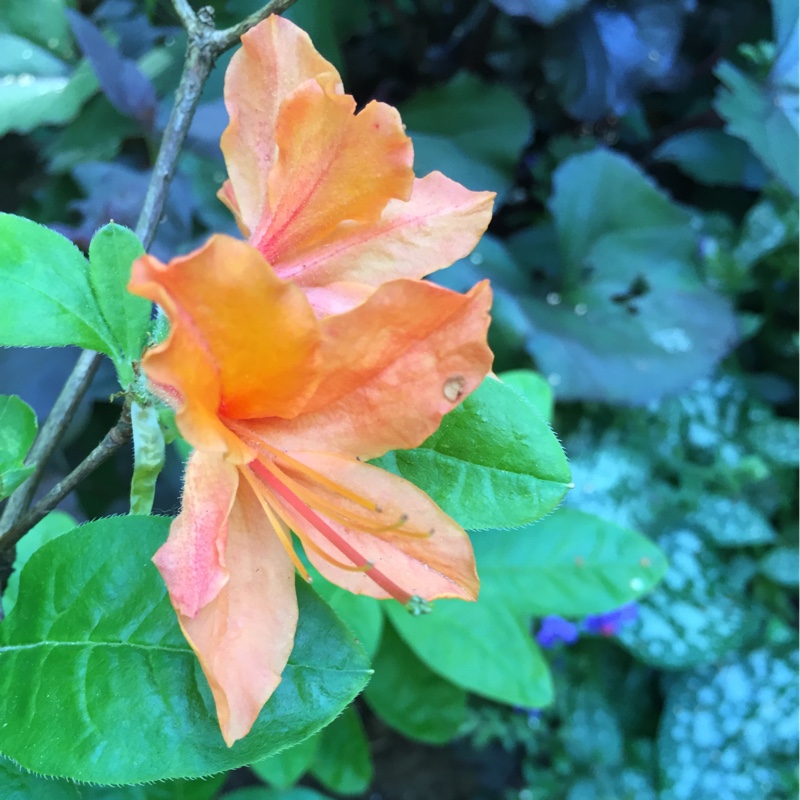 Azalea Mandarin Lights in the GardenTags plant encyclopedia