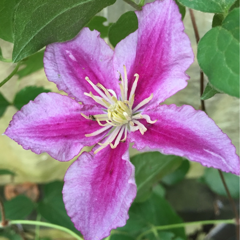 Clematis Eyers Gift in the GardenTags plant encyclopedia