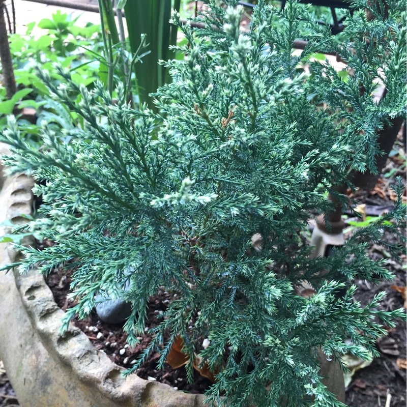 Sawara Cypress Iceberg in the GardenTags plant encyclopedia