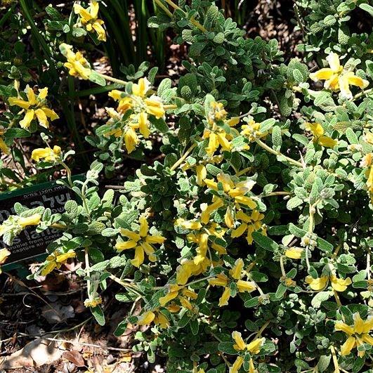 Jerusalem Sage in the GardenTags plant encyclopedia