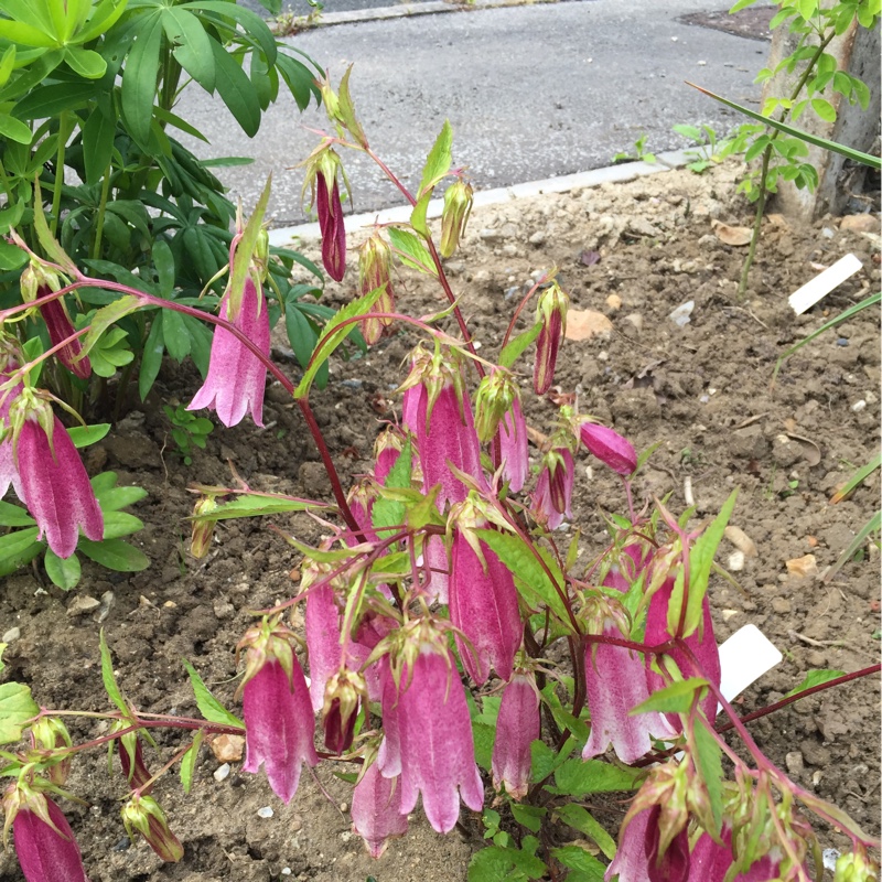 Campanula Elizabeth in the GardenTags plant encyclopedia