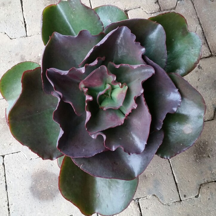 Echeveria Zorro in the GardenTags plant encyclopedia