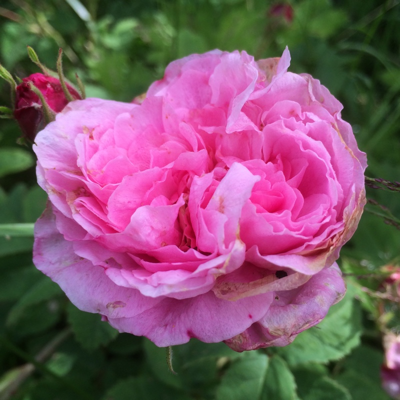 Rose Cristata (Centifolia) in the GardenTags plant encyclopedia