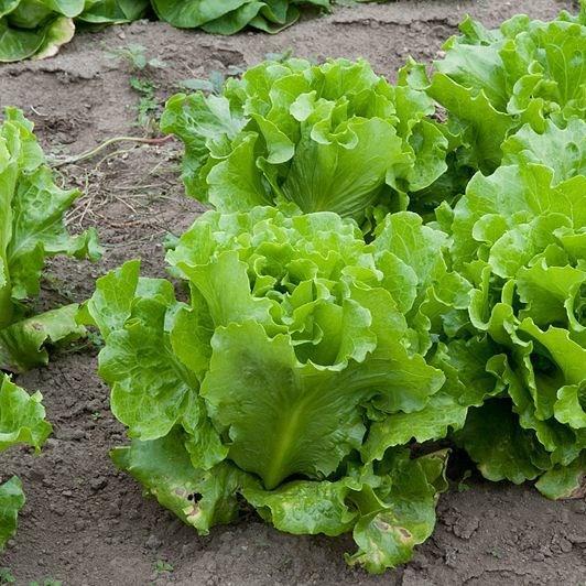 Lettuce Crisp Mint in the GardenTags plant encyclopedia