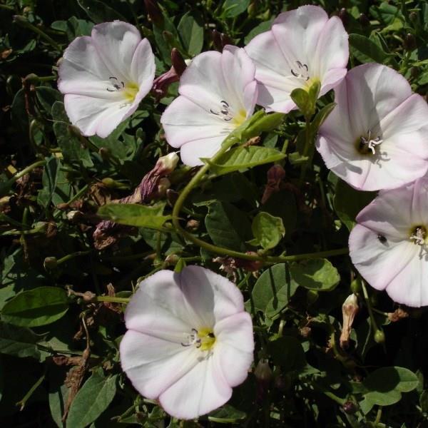 Field Bindweed in the GardenTags plant encyclopedia