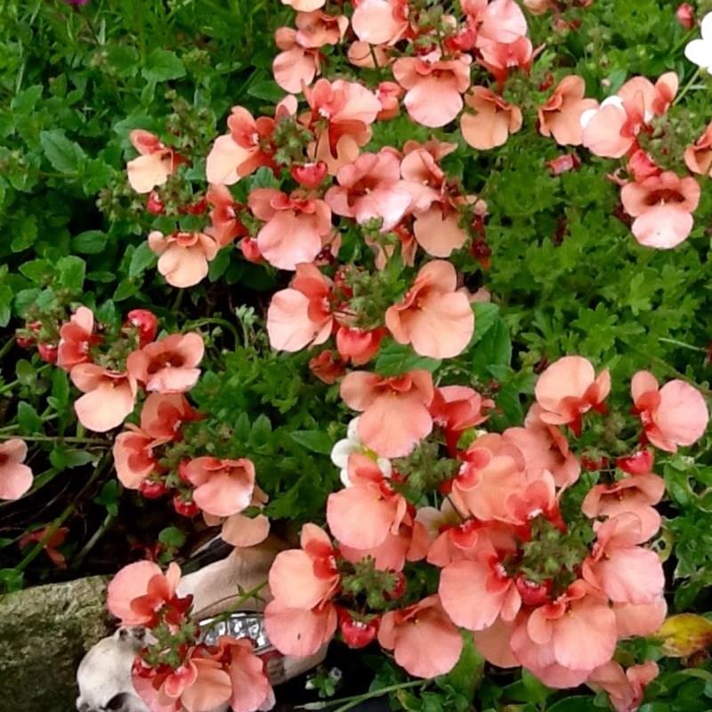 Twinspur Apricot Queen in the GardenTags plant encyclopedia