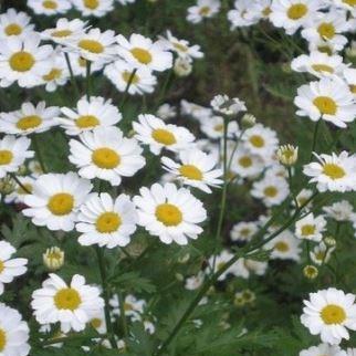 Argyranthemum Maria in the GardenTags plant encyclopedia