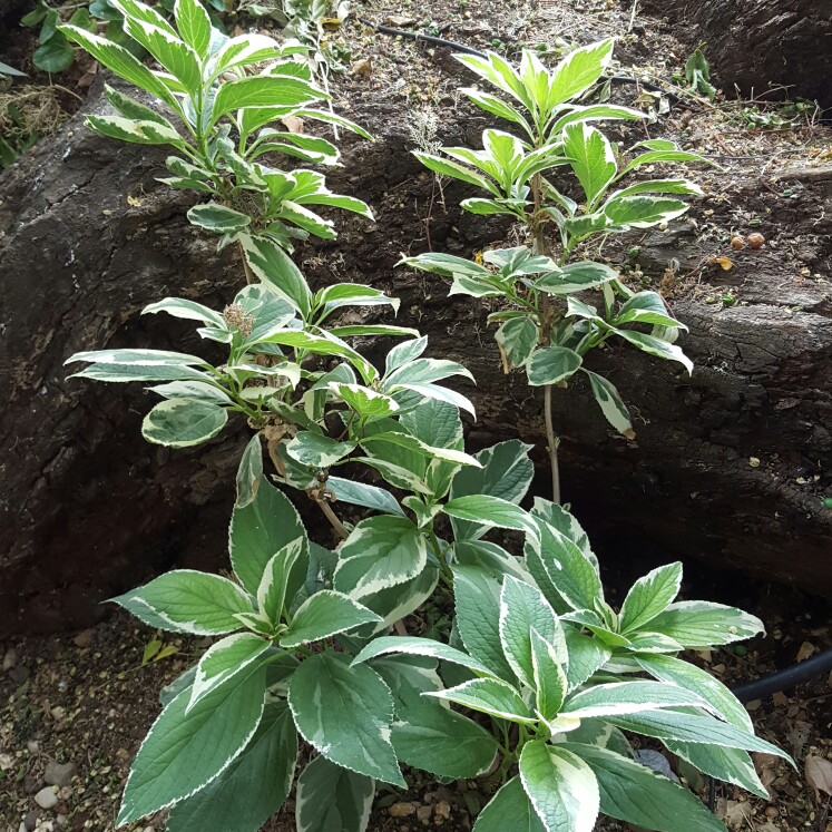 Hydrangea Maculata in the GardenTags plant encyclopedia