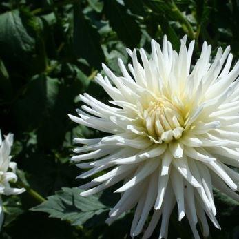 Dahlia All Triumph (Semi-cactus) in the GardenTags plant encyclopedia