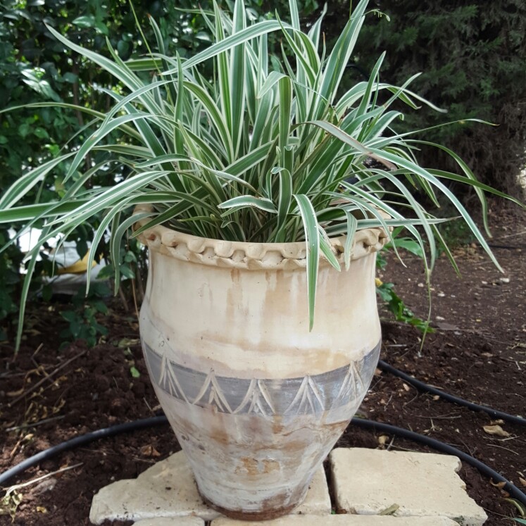 Variegated Tasmanian Flax Lily in the GardenTags plant encyclopedia