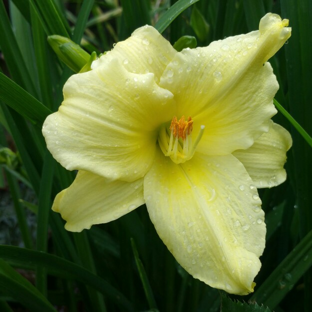 Daylily Fragrant Returns in the GardenTags plant encyclopedia