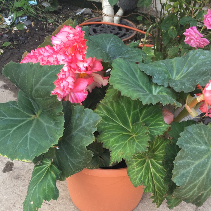 Begonia Majestic Pink Picotee in the GardenTags plant encyclopedia