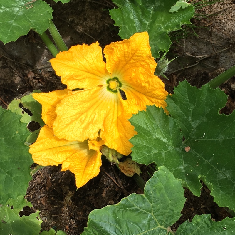 Courgette All Green Bush in the GardenTags plant encyclopedia