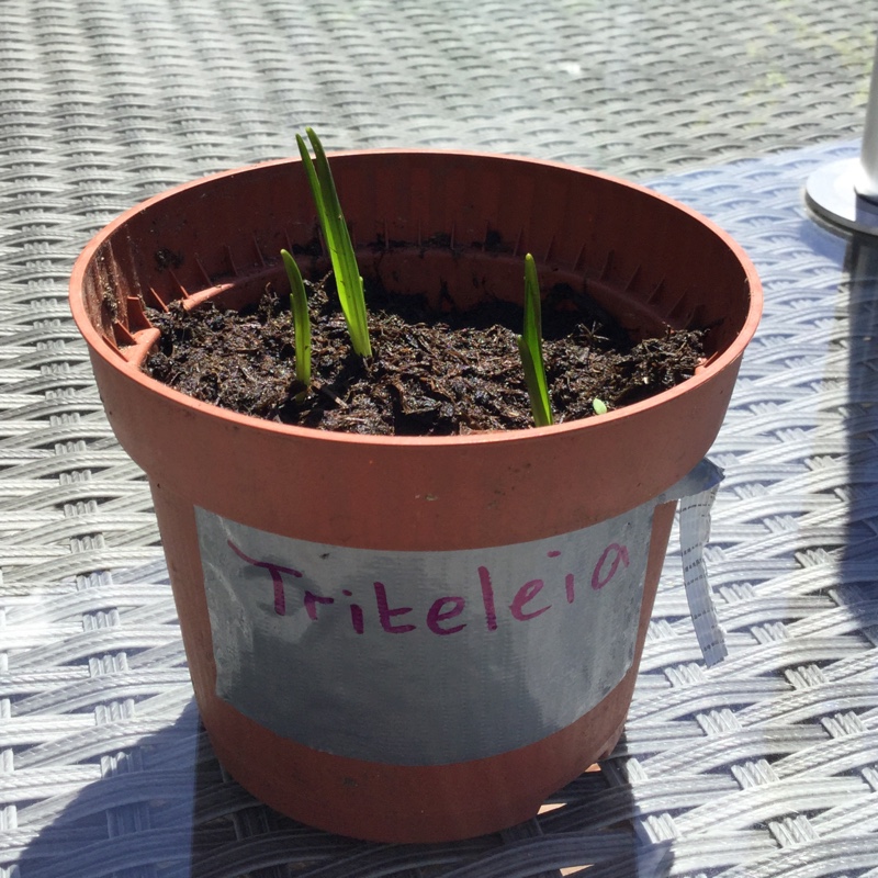 Triplet Lily in the GardenTags plant encyclopedia