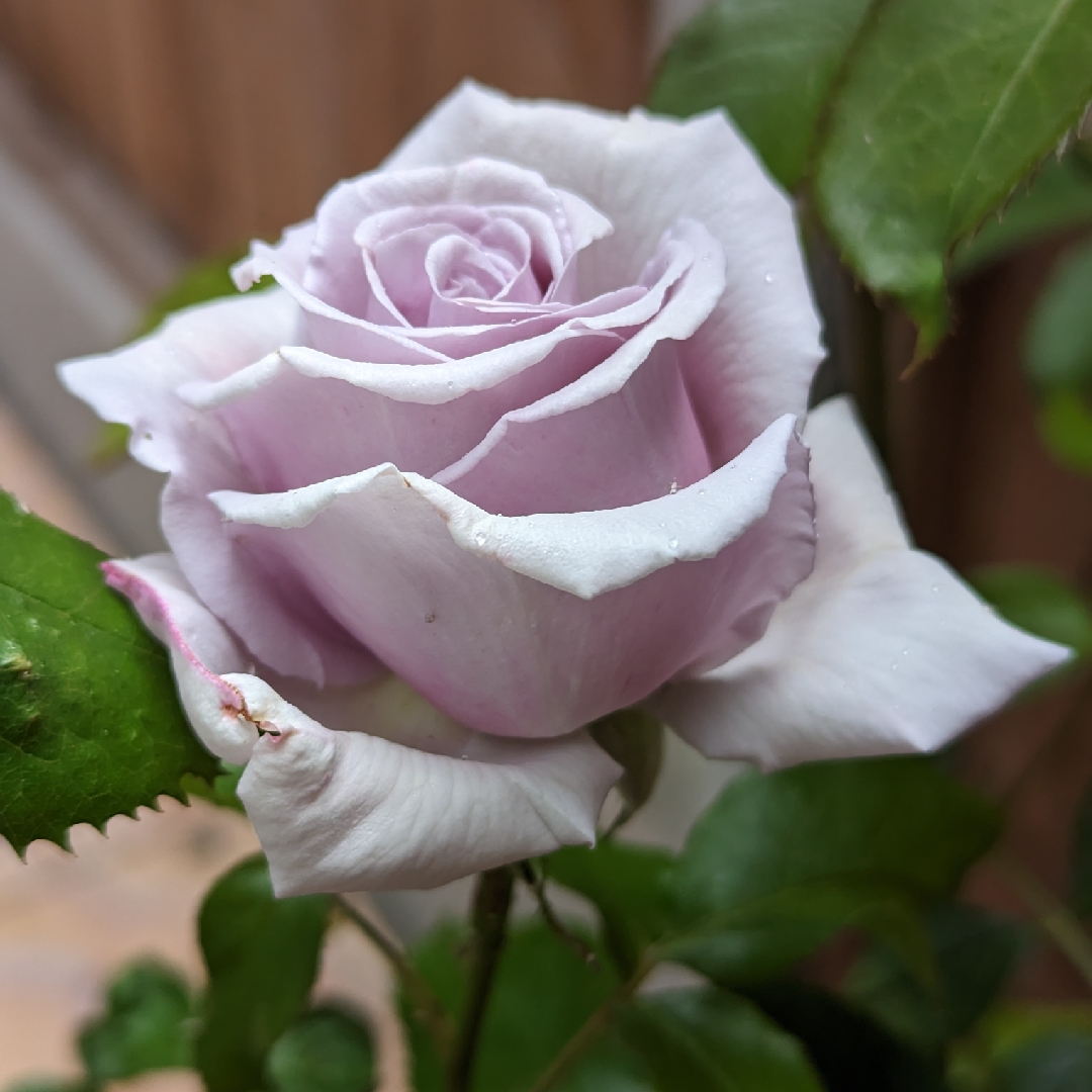 Rose Blue Diamond (Hybrid Tea) in the GardenTags plant encyclopedia