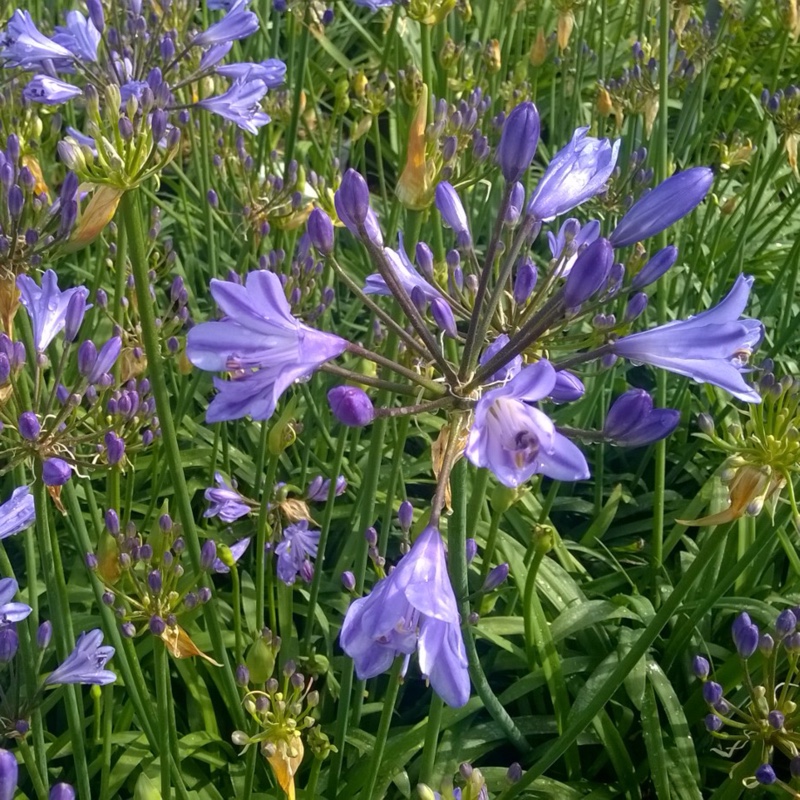 African Lily Blue Storm in the GardenTags plant encyclopedia