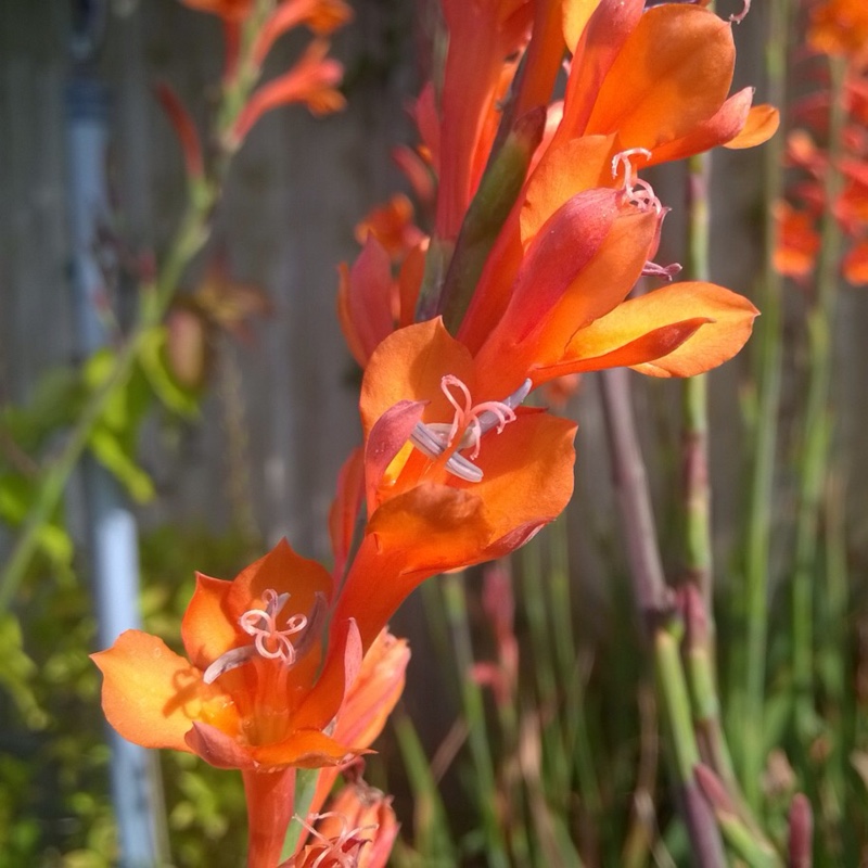 Bugle Lily in the GardenTags plant encyclopedia