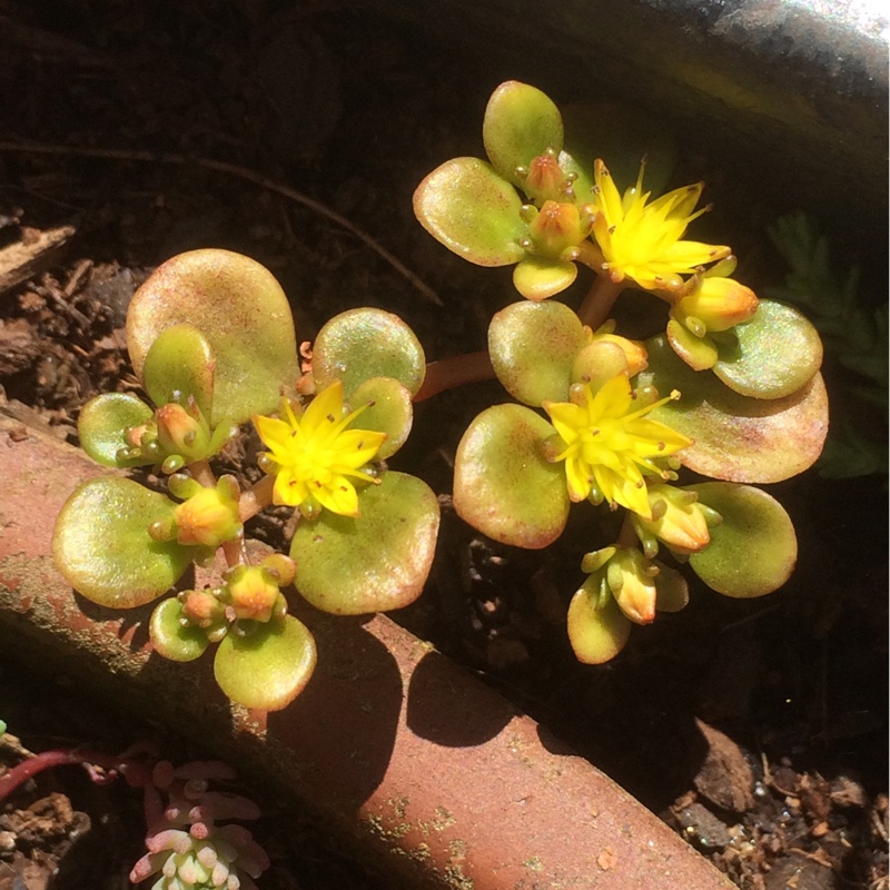 Chinese Stonecrop Coral Reef in the GardenTags plant encyclopedia