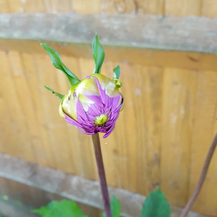 Dahlia Purple Gem in the GardenTags plant encyclopedia